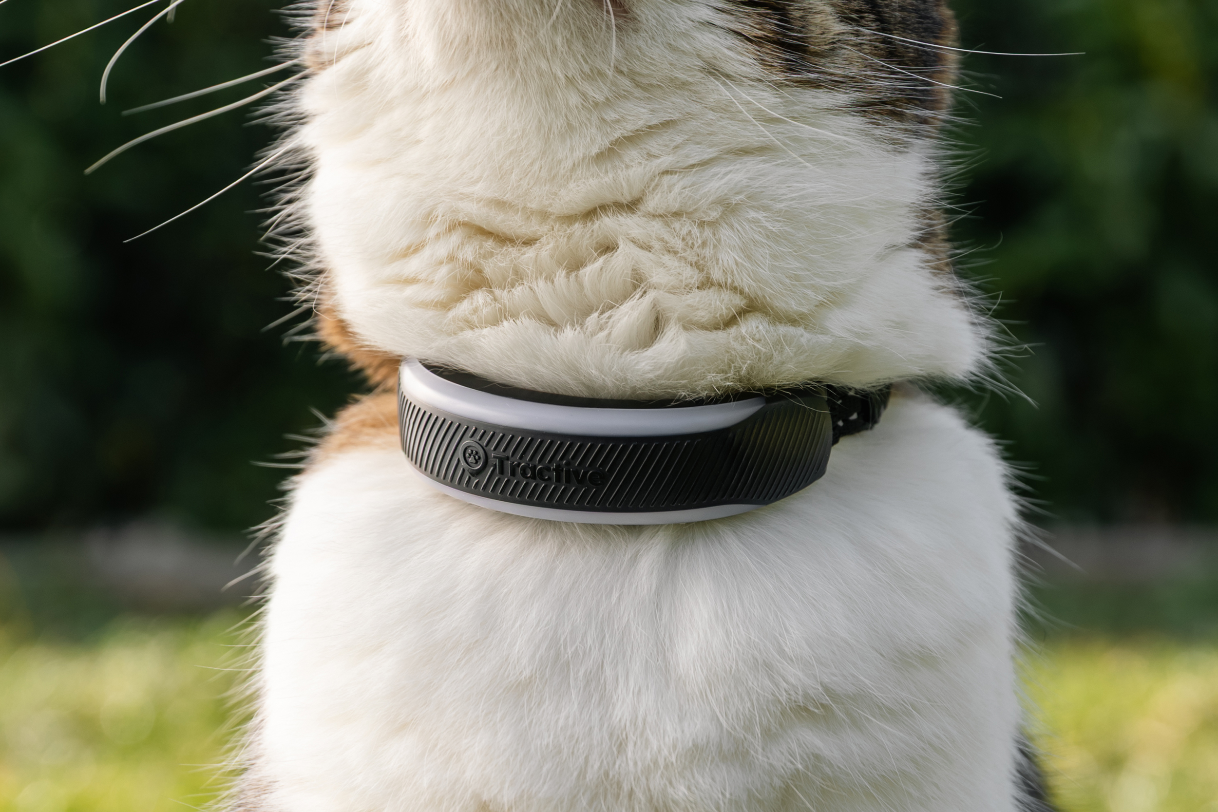 Кіт у трекері Tractive Cat 6 Mini