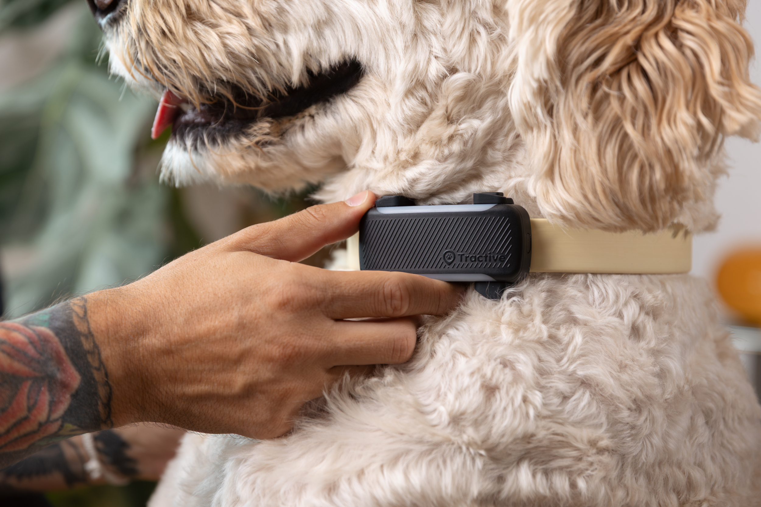 Трекер Tractive Dog 6 XL на собаці