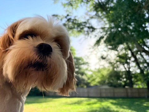 Nova
