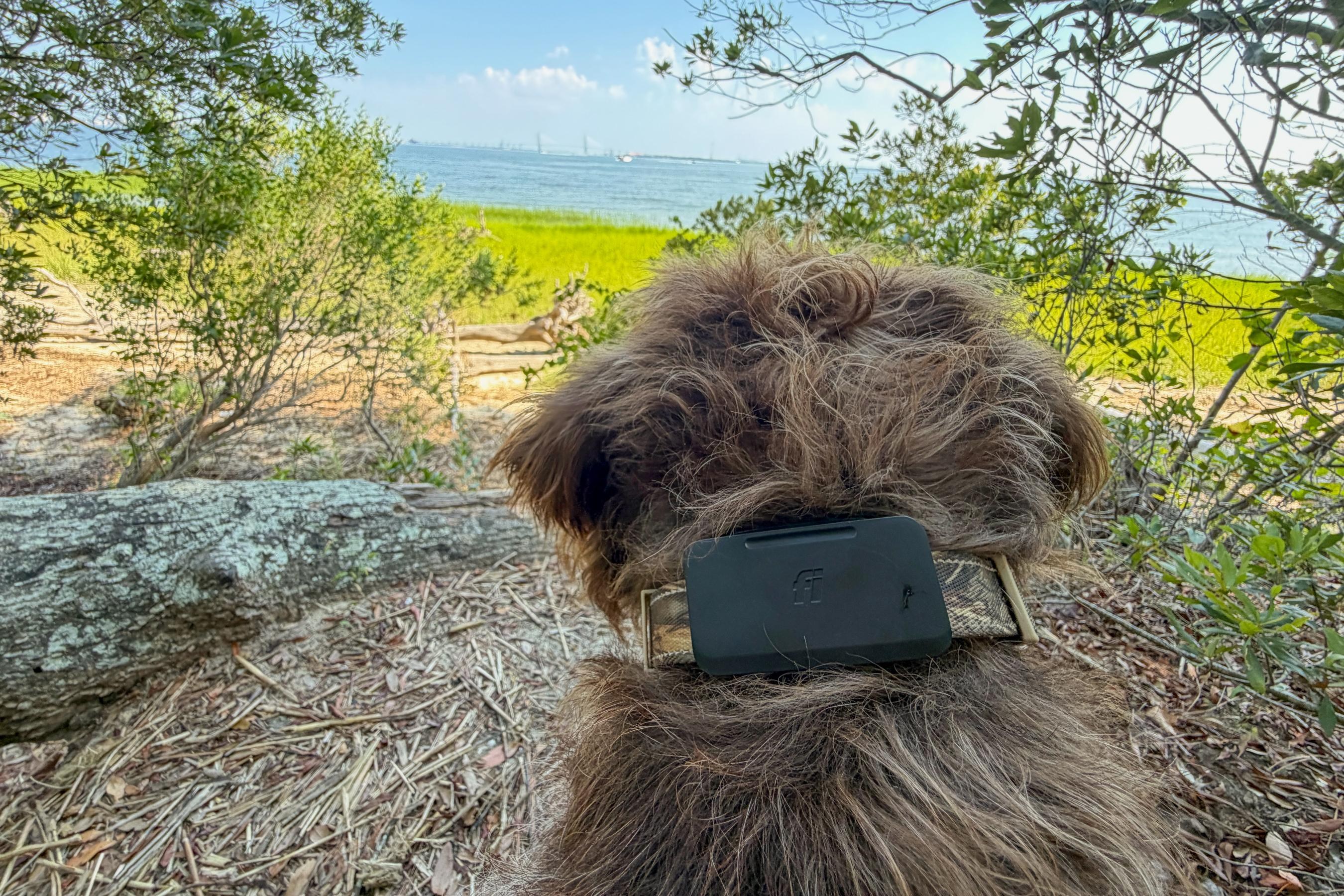 Gus, the wirehaired pointing griffon, models the Fi Ultra while overlooking Charleston Harbor.